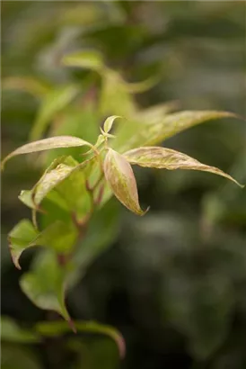 Traubenmyrte 'Rainbow' - Leucothoe fontanesiana 'Rainbow'