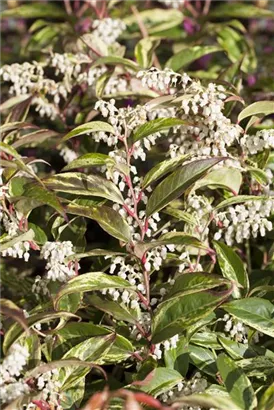 Traubenmyrte 'Rainbow' - Leucothoe fontanesiana 'Rainbow'