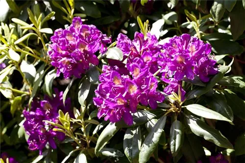 Rhododendron-Hybride 'Marcel Menard' - Rhododendron Hybr.'Marcel Menard' III