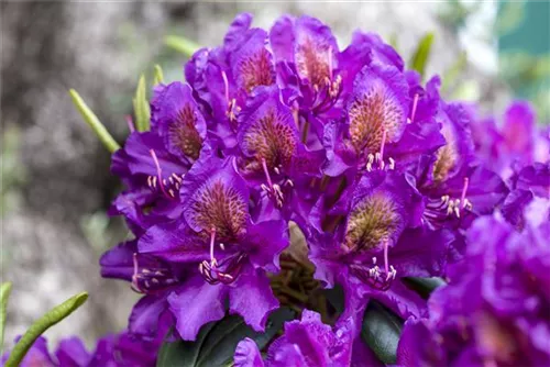 Rhododendron-Hybride 'Marcel Menard' - Rhododendron Hybr.'Marcel Menard' III