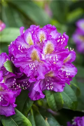 Rhododendron-Hybride 'Marcel Menard' - Rhododendron Hybr.'Marcel Menard' III