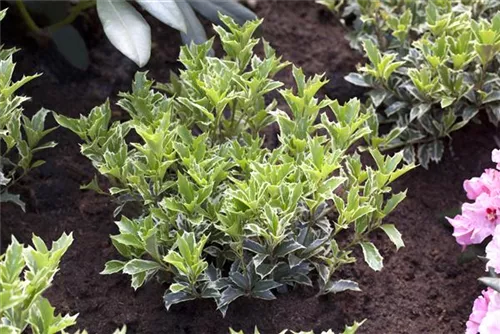 Stachelblättrige Duftblüte - Osmanthus heterophyllus - Formgehölze