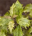 Stachelblättrige Duftblüte - Osmanthus heterophyllus - Formgehölze