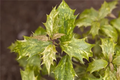 Stachelblättrige Duftblüte - Osmanthus heterophyllus - Formgehölze