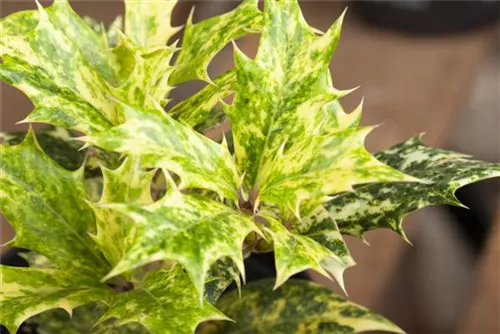 Stachelblättrige Duftblüte - Osmanthus heterophyllus - Formgehölze