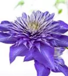 Waldrebe 'Multi Blue' - Clematis 'Multi Blue'