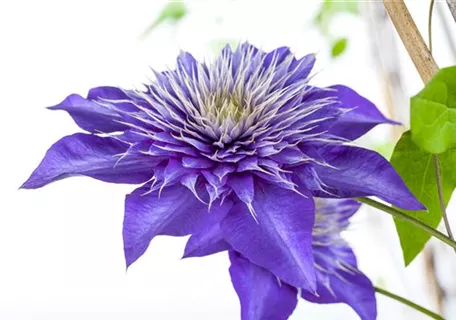 Clematis 'Multi Blue' - Waldrebe 'Multi Blue'