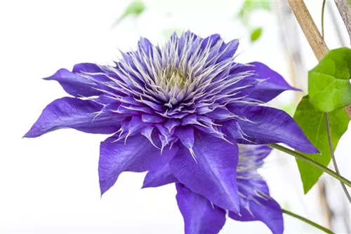 Waldrebe 'Multi Blue' - Clematis 'Multi Blue'