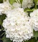 Bauernhortensie 'Soeur Therese' - Hydrangea macrophylla 'Soeur Therese'