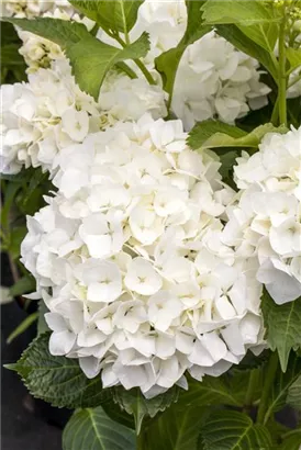 Bauernhortensie 'Soeur Therese' - Hydrangea macrophylla 'Soeur Therese'