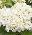 Bauernhortensie 'Soeur Therese' - Hydrangea macrophylla 'Soeur Therese'