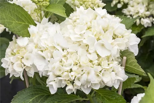 Bauernhortensie 'Soeur Therese' - Hydrangea macrophylla 'Soeur Therese'