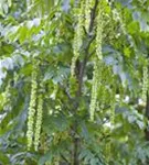 Flügelnuss - Pterocarya fraxinifolia