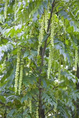 Flügelnuss - Pterocarya fraxinifolia