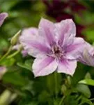 Waldrebe 'Nelly Moser' - Clematis 'Nelly Moser'