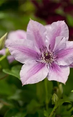 Clematis 'Nelly Moser'