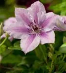 Waldrebe 'Nelly Moser' - Clematis 'Nelly Moser'