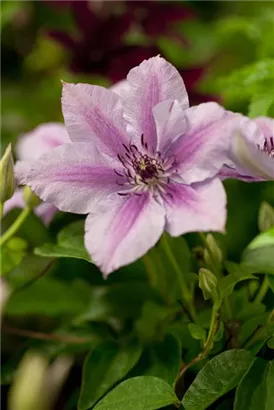 Waldrebe 'Nelly Moser' - Clematis 'Nelly Moser'