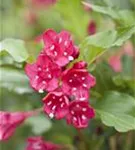 Weigelie 'Red Prince' - Weigela 'Red Prince'