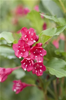 Weigelie 'Red Prince' - Weigela 'Red Prince'