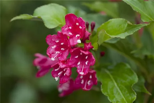 Weigelie 'Red Prince' - Weigela 'Red Prince'