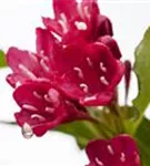 Weigelie 'Red Prince' - Weigela 'Red Prince'