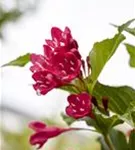 Weigelie 'Red Prince' - Weigela 'Red Prince'