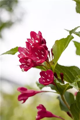 Weigelie 'Red Prince' - Weigela 'Red Prince'