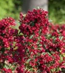 Weigelie 'Red Prince' - Weigela 'Red Prince'