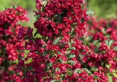 Weigela 'Eva Rathke' - Weigelie 'Eva Rathke'