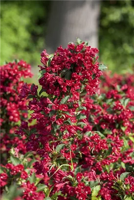 Weigelie 'Red Prince' - Weigela 'Red Prince'