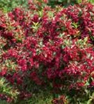 Weigelie 'Red Prince' - Weigela 'Red Prince'