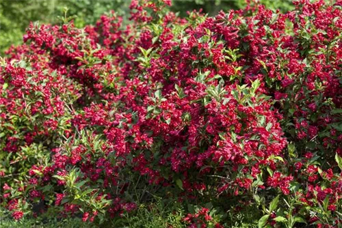 Weigelie 'Red Prince' - Weigela 'Red Prince'