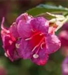 Weigelie 'Red Prince' - Weigela 'Red Prince'