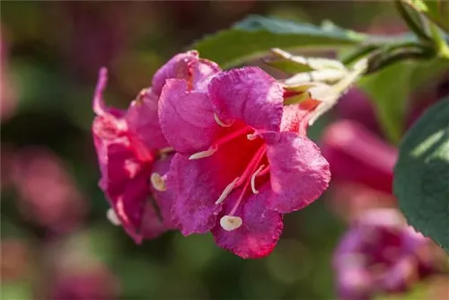 Weigelie 'Red Prince' - Weigela 'Red Prince'