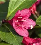 Weigelie 'Red Prince' - Weigela 'Red Prince'