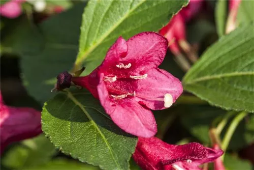 Weigelie 'Red Prince' - Weigela 'Red Prince'