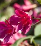 Weigelie 'Red Prince' - Weigela 'Red Prince'