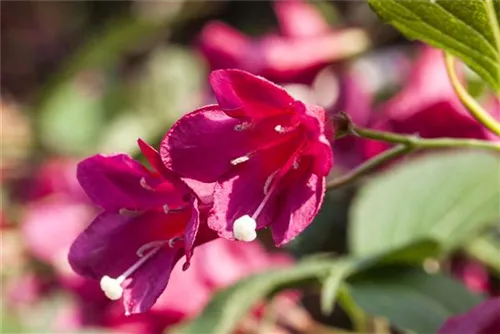 Weigelie 'Red Prince' - Weigela 'Red Prince'