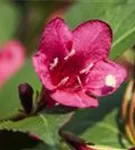 Weigelie 'Red Prince' - Weigela 'Red Prince'