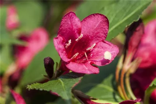 Weigelie 'Red Prince' - Weigela 'Red Prince'