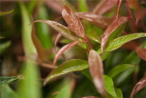 Traubenmyrte 'Burning Love' - Leucothoe keiskei 'Burning Love' - Moorbeet