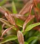 Traubenmyrte 'Burning Love' - Leucothoe keiskei 'Burning Love' - Moorbeet