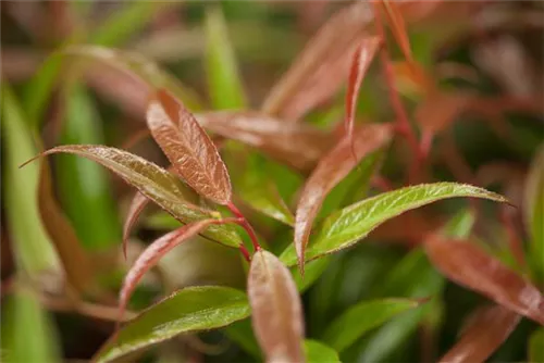 Traubenmyrte 'Burning Love' - Leucothoe keiskei 'Burning Love' - Moorbeet