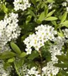 Weiße Rispenspiere - Spiraea cinerea 'Grefsheim'