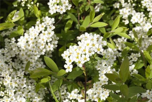 Weiße Rispenspiere - Spiraea cinerea 'Grefsheim'