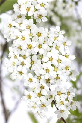 Weiße Rispenspiere - Spiraea cinerea 'Grefsheim'