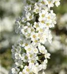 Weiße Rispenspiere - Spiraea cinerea 'Grefsheim'