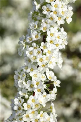 Weiße Rispenspiere - Spiraea cinerea 'Grefsheim'