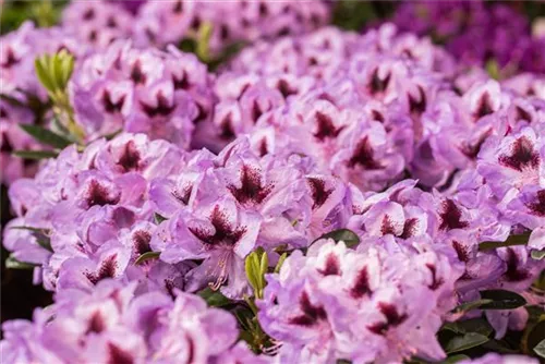 Rhododendron-Hybride 'Metallica' - Rhododendron Hybr.'Metallica' III